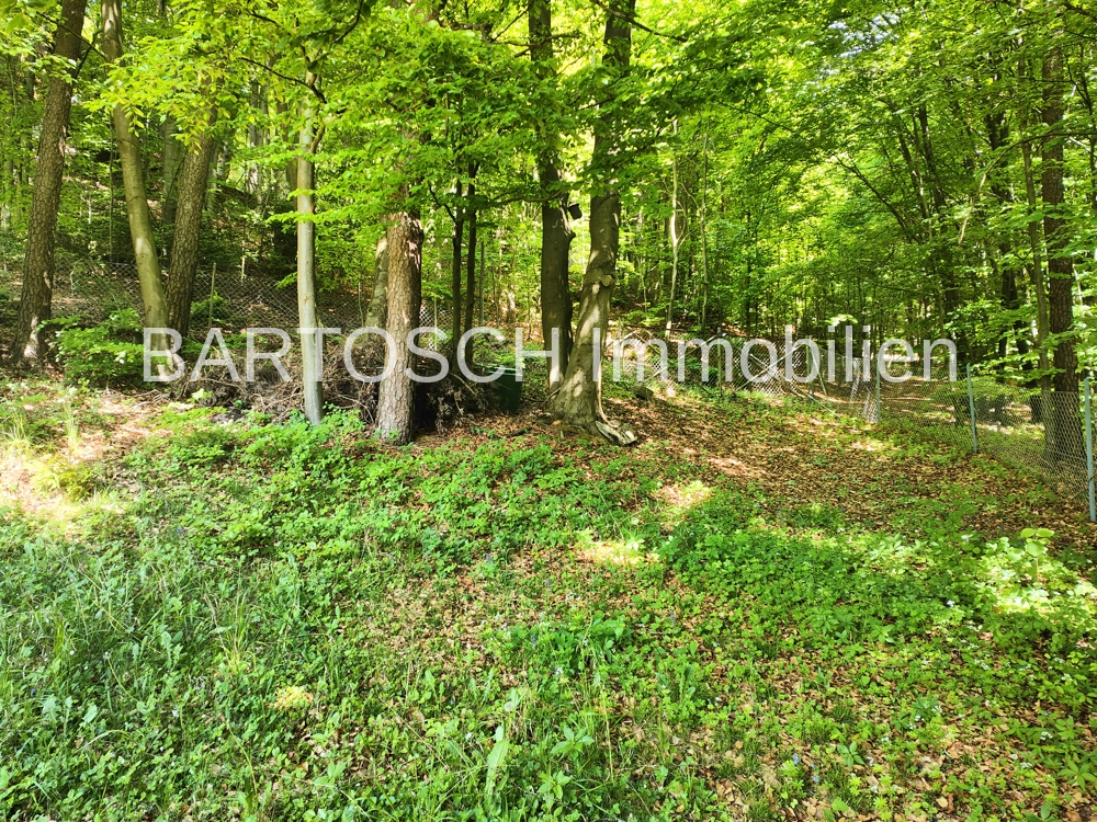 Blick in den Wald