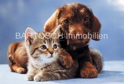 Hund und Katze